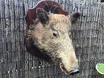 Mooie grote opgezette zwijnenkop, Verzamelen, Dierenverzamelingen, Ophalen of Verzenden, Zo goed als nieuw, Wild dier, Opgezet dier