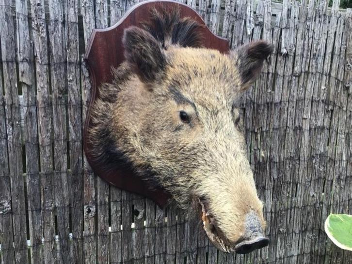 Mooie grote opgezette zwijnenkop, Verzamelen, Dierenverzamelingen, Zo goed als nieuw, Opgezet dier, Wild dier, Ophalen of Verzenden