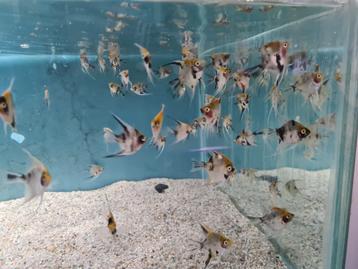 Koi maanvissen, Pterophyllum Scalare koi beschikbaar voor biedingen