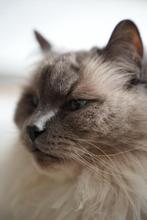 Liefdevol thuis gezocht voor onze Ragdoll-katers, Kater, Met stamboom, 6 jaar of ouder