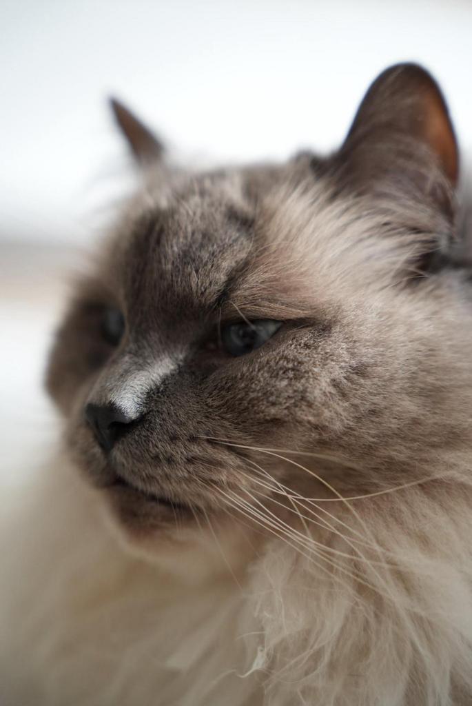 Liefdevol thuis gezocht voor onze Ragdoll-katers, Dieren en Toebehoren, Katten en Kittens | Raskatten | Langhaar, Kater, 6 jaar of ouder