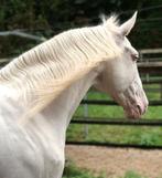 Lusitano ruin van 7 jaar te koop / cremello, Dieren en Toebehoren, Paarden, Met stamboom, Ruin, Dressuurpaard, L