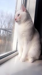 Mannetje kat, 3 tot 5 jaar