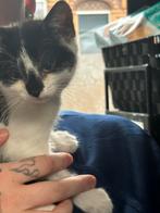 Bubbles en Coco zoeken hun gouden mandje❤️, Poes, Ontwormd, 0 tot 2 jaar