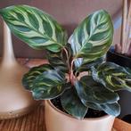 Calathea makoyana, Huis en Inrichting, Kamerplanten, Ophalen, Overige soorten, Minder dan 100 cm