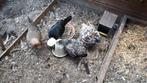 4 lieve kippen te koop, Dieren en Toebehoren, Pluimvee, Vrouwelijk, Kip