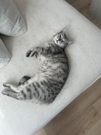 Lieve grijsgestreepte buitenkat zoekt een nieuw thuis, Poes