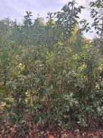 Portugese laurier B kwaliteit 100/150 stuks 175/250 cm, Ophalen, Laurier, 100 tot 250 cm