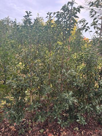 Portugese laurier B kwaliteit 100/150 stuks 175/250 cm beschikbaar voor biedingen