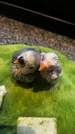 Handtamme lieve agapornissen, Dieren en Toebehoren, Vogels | Parkieten en Papegaaien, Meerdere dieren, Dwergpapegaai of Agapornis