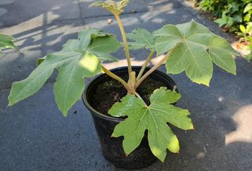 Tetrapanax rijstpapierplant
 beschikbaar voor biedingen