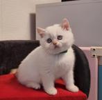 Brits/Britse korthaar kittens meisje met stamboom, Poes, Met stamboom