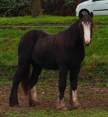 Tinker irish cob veulens 8-22 maanden beschikbaar voor biedingen