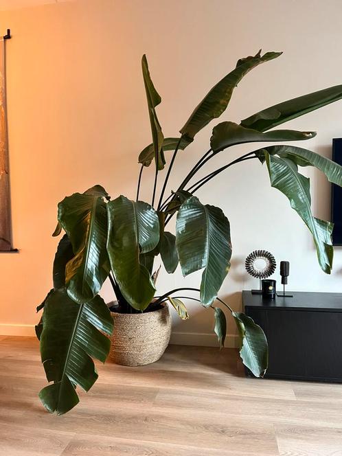 Grote Strelitzia Nicolai met mooie mand, Huis en Inrichting, Kamerplanten, Overige soorten, Ophalen