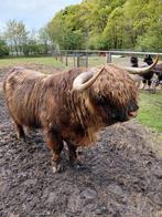 Schotsehooglanders, Dieren en Toebehoren, Runderen, Mannelijk, 7 tot 10 jaar