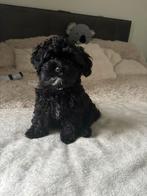 Boomer x toy poedel, Dieren en Toebehoren, 1 tot 2 jaar, Teef, Eén hond, Klein