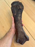 Wolharige neushoorn radius Zemst fossiel mammoet, Verzamelen, Ophalen of Verzenden, Fossiel