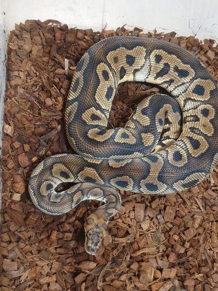 Koningspython, Dieren en Toebehoren, Reptielen en Amfibieën, Slang