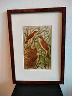 Chromolitho Litho A. Haase Praag Vogels Vogel Birds 1888, Ophalen of Verzenden