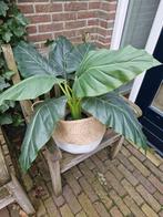 kunst plant, Huis en Inrichting, Ophalen, Zo goed als nieuw