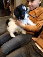 Boomer pups  x mini Sheltie(1 teefje beschikbaar), Dieren en Toebehoren, Rabiës (hondsdolheid), Overige rassen, 8 tot 15 weken