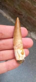 Spinosaurus tand uit Marokko dinosaurus fossiel Jurassic, Verzamelen, Mineralen en Fossielen, Ophalen of Verzenden, Fossiel