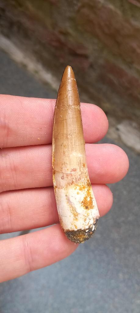 Spinosaurus tand uit Marokko dinosaurus fossiel Jurassic, Verzamelen, Mineralen en Fossielen, Fossiel, Ophalen of Verzenden