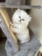 Kater en poes, Dieren en Toebehoren, Katten en Kittens | Raskatten | Langhaar, Poes, 0 tot 2 jaar