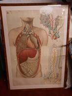 Anatomische plaat 1920, Antiek en Kunst, Natuur en Biologie, Ophalen