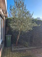 Olijfboom te koop., Tuin en Terras, Planten | Bomen, Ophalen