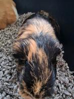2 cavia zeugjes gladhaar, Dieren en Toebehoren, April, Vrouwelijk, Cavia