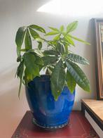 Kamerplant Pachira aquatica / geldboom met keramieken pot, Ophalen of Verzenden, Halfschaduw, Minder dan 100 cm