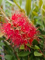 Lampenpoetser / Callistemon Rugulosus, Tuin en Terras, 100 tot 250 cm, Zomer, Ophalen, Volle zon