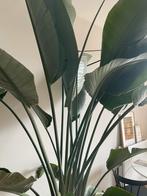 Grote Gezonde Strelitzia Nicolai - 2.60m!, Ophalen, 200 cm of meer, Overige soorten, Halfschaduw