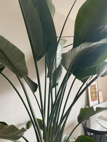 Grote Gezonde Strelitzia Nicolai - 2.60m! beschikbaar voor biedingen