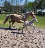 2 trekpaarden en brave D-pony, Dieren en Toebehoren, Paarden, Minder dan 160 cm, Zadelmak, 11 jaar of ouder, Recreatiepaard