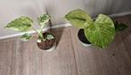 Monstera Mint Variegata, Ophalen of Verzenden, Halfschaduw, Minder dan 100 cm