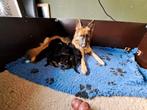 Duitse herder pups, 8 tot 15 weken, Meerdere, Meerdere dieren, Herder