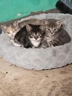 Kittens, Poes