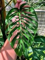Monstera Laniata SSP versie, Large form, Huis en Inrichting, Kamerplanten, Ophalen of Verzenden, Overige soorten, Minder dan 100 cm
