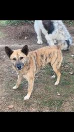 Franka zoekt een lieve actieve baas!, Dieren en Toebehoren, Honden | Niet-rashonden, Rabiës (hondsdolheid), Handelaar, 1 tot 2 jaar