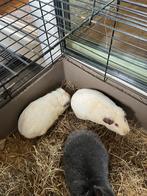 Cavia’s, Dieren en Toebehoren, Augustus, Geslacht onbekend, Cavia