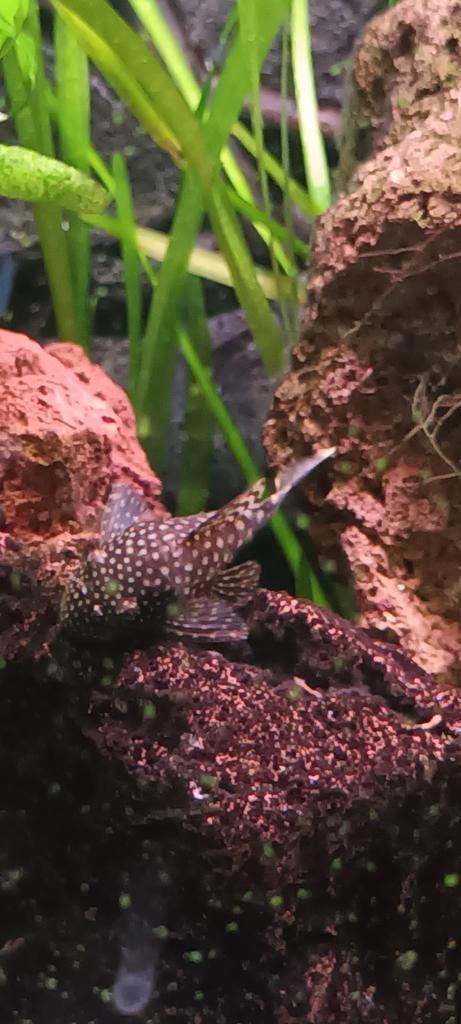 Borstelneuzen, Dieren en Toebehoren, Vissen | Aquariumvissen, Vis