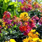 Cheiranthus fair lady (muurbloem) gemengd vaste plant, Overige soorten, Volle zon, Vaste plant, Ophalen of Verzenden