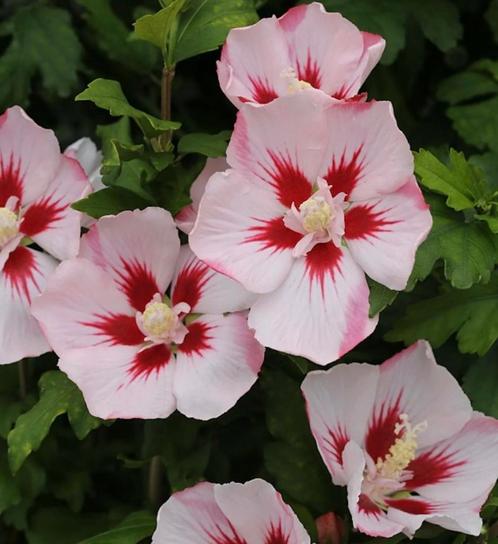 Gave bloem de hibiscus plant, diverse kleuren, versturen kan, Tuin en Terras, Planten | Struiken en Hagen, Overige soorten, Minder dan 100 cm