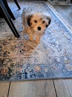 Lieve Shitzu Maltezer pup, Dieren en Toebehoren, Honden | Niet-rashonden, Reu, 8 tot 15 weken, Eén hond, Klein