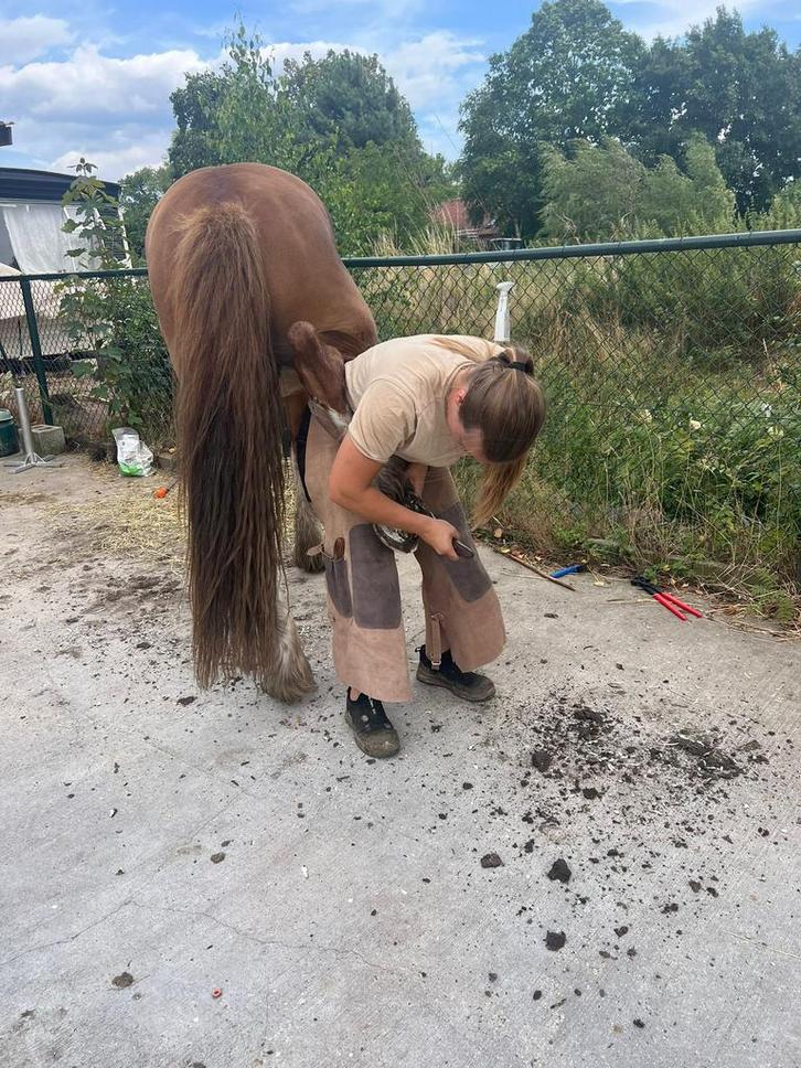 Aangeboden hoefbekapper, Dieren en Toebehoren, Paarden en Pony's | Overige Paardenspullen, Ophalen