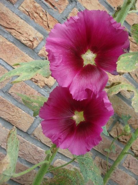 BIOLOGISCH ZAAD STOKROOS GEMENGD, Tuin en Terras, Ophalen of Verzenden, Gehele jaar, Volle zon, Zaad