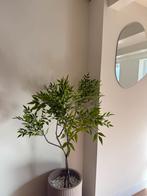 Kunstplant Ficus - Realistisch & Onderhoudsvrij!, Ophalen, Ficus, 100 tot 150 cm, Halfschaduw