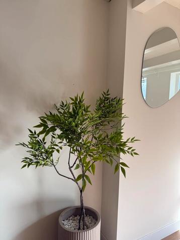 Kunstplant Ficus - Realistisch & Onderhoudsvrij! beschikbaar voor biedingen